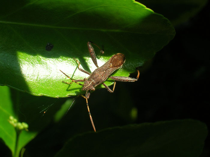 Camptopus lateralis (Heteroptera, Alydidae)