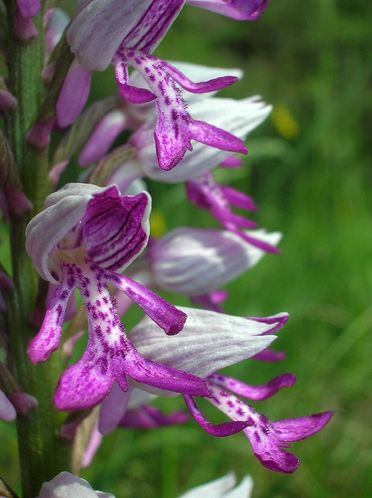 Orchis militaris