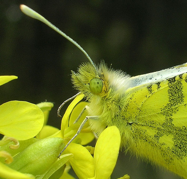 Anthocharis euphenoides in Val di Susa (Lep., Pieridae)