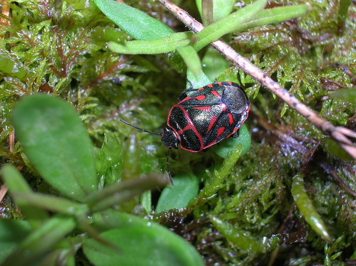 Eurydema rotundicollis in Val di Susa