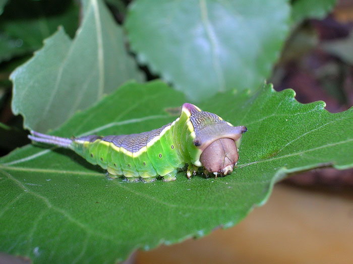 Cerura vinula