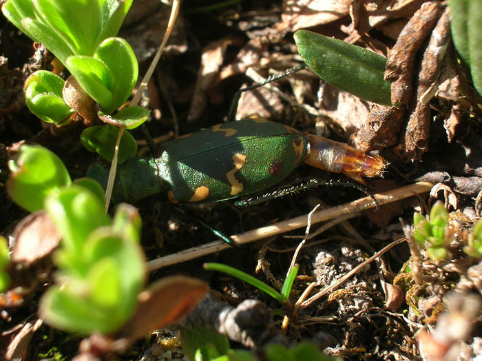 Carabide...Cicindela gallica