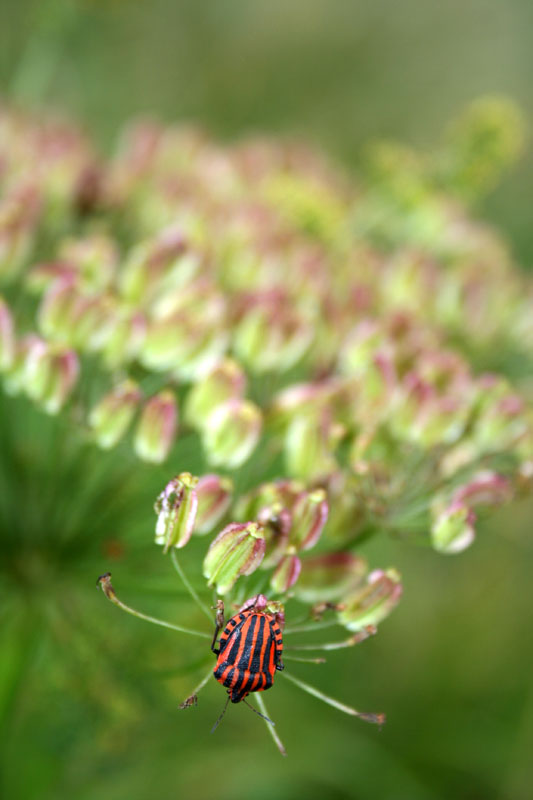 Canon EOS 350d, prime foto
