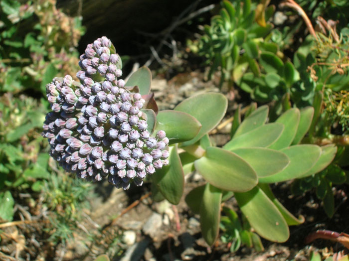 Hylotelephium anacampseros / Borracina anacampsero