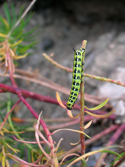 Hyles euphorbiae
