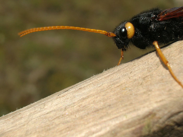 Urocerus gigas femmina e deposizione