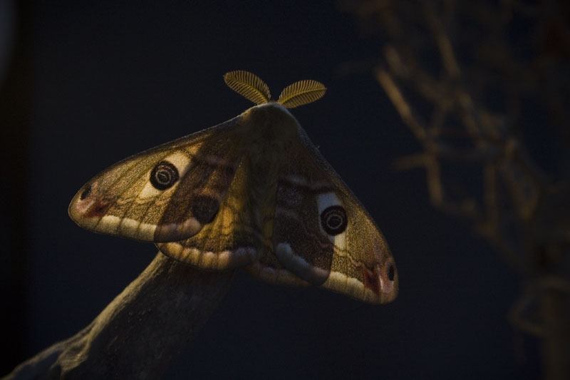 Saturnia pavoniella