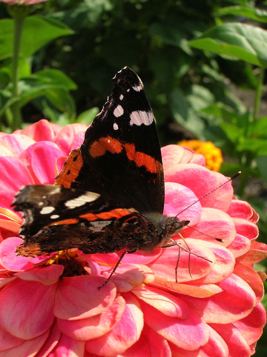 Vanessa atalanta