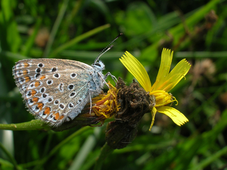 Lycaenidae