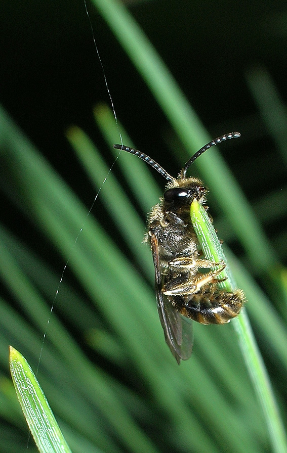 particolari