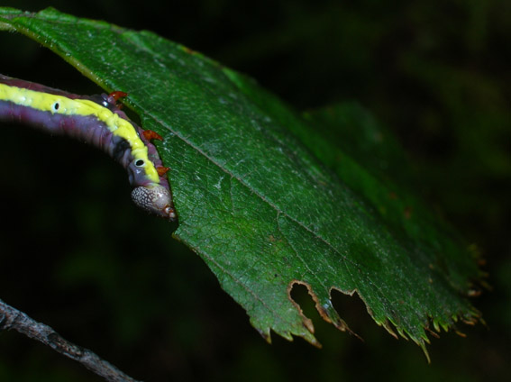 Bruco di Pheosia gnoma