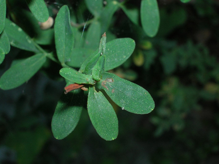 fiore giallo - Hypericum perforatum