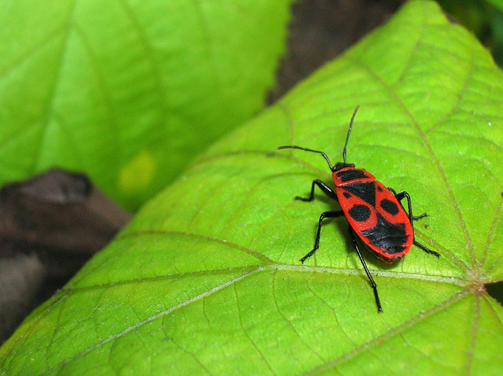 Pyrrhocoris apterus e Orthetrum coerulescens