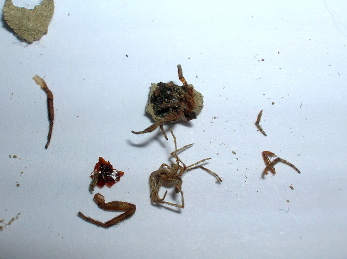 Capsule di Sceliphron e larva di Dermestidae