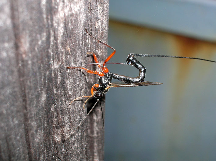 Ichneumonidae: Ephialtes manifestator