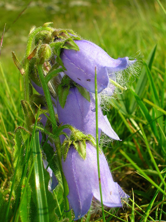 Campanula barbata / Campanula pelosa