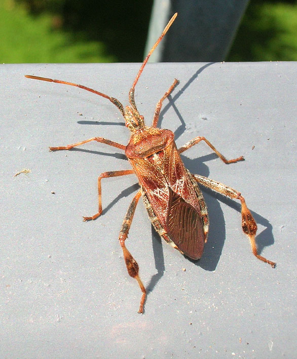 So chi  ma.... - Leptoglossus occidentalis