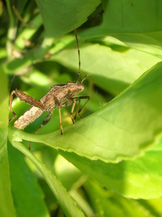 Camptopus lateralis (Heteroptera, Alydidae)