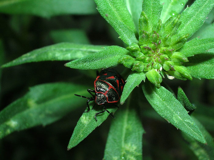 Eurydema rotundicollis in Val di Susa