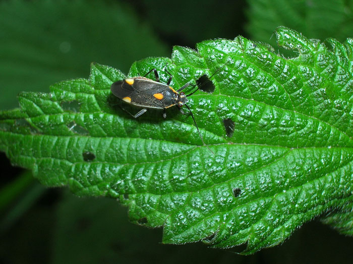 Capsodes flavomarginatus ?