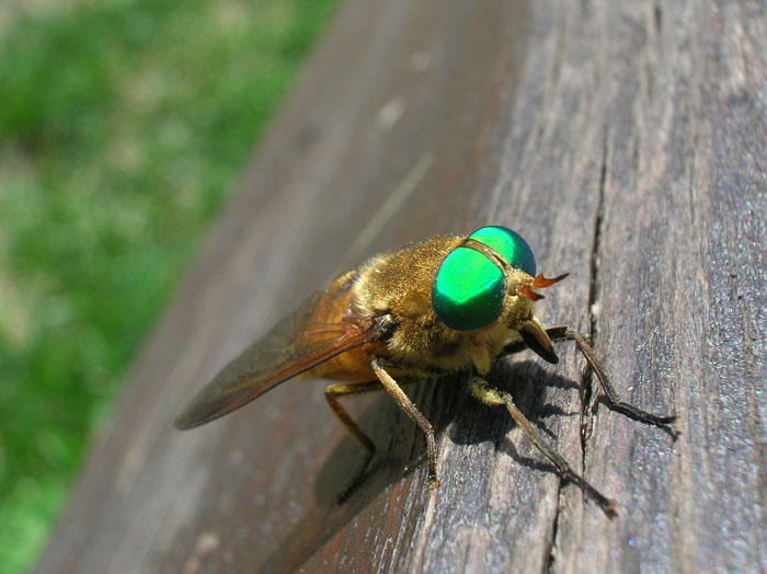 Tabanus sp.