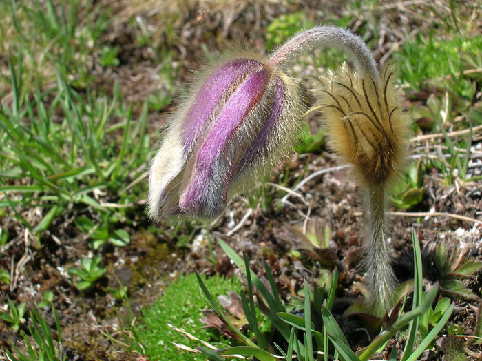 Pulsatilla vernalis / Anemone primaverile