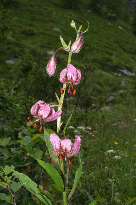 Lilium martagon / Giglio martagone