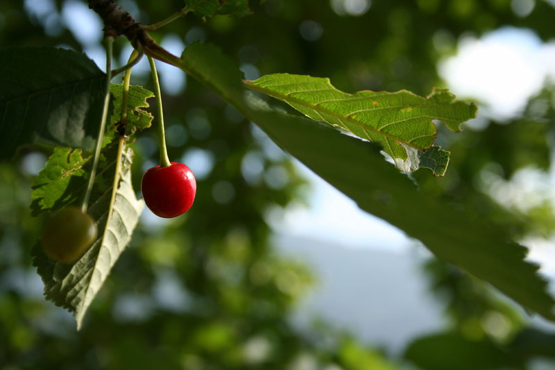Canon EOS 350d, prime foto