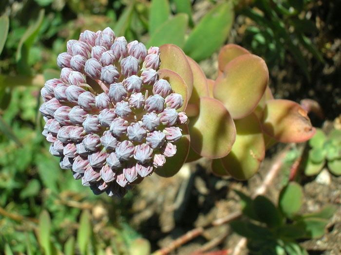 Hylotelephium anacampseros / Borracina anacampsero