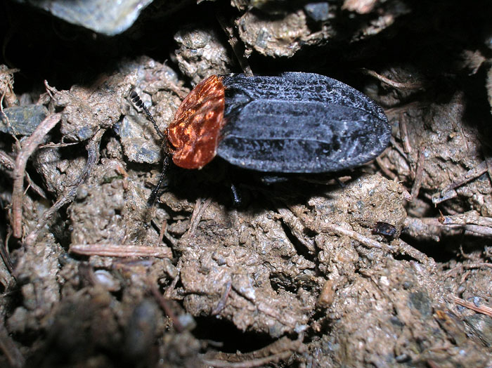 Oiceoptoma thoracicum