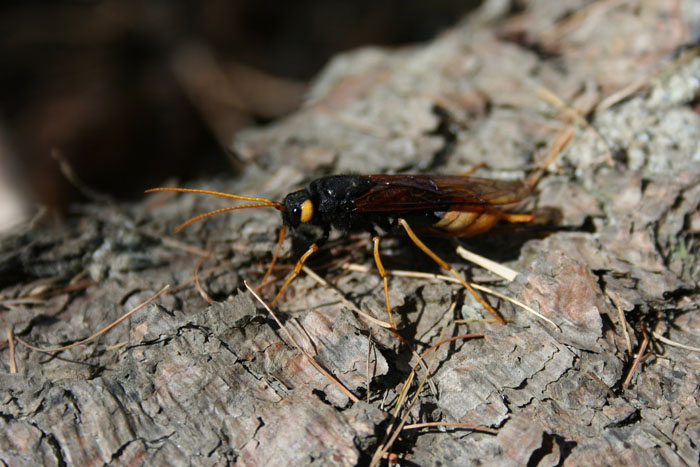 Urocerus gigas femmina e deposizione