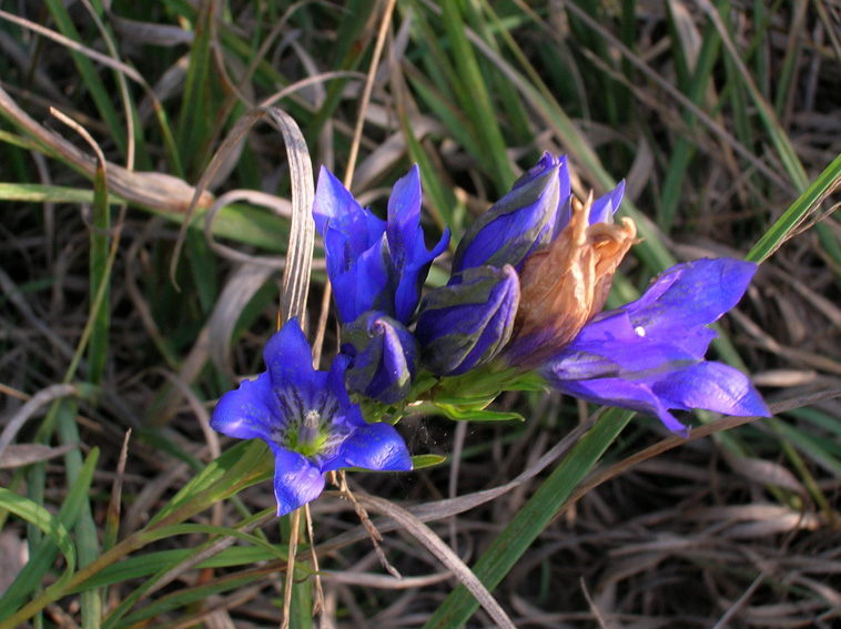 Gentiana pneumonanthe / Genziana palustre