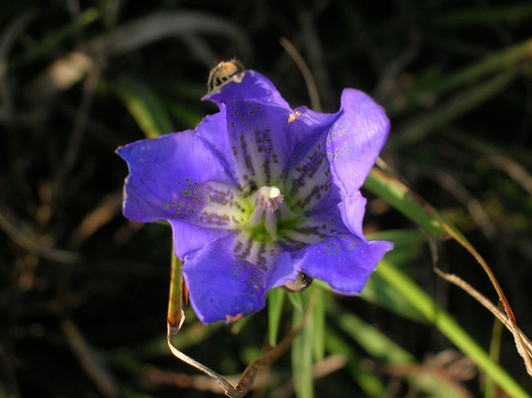 Gentiana pneumonanthe / Genziana palustre