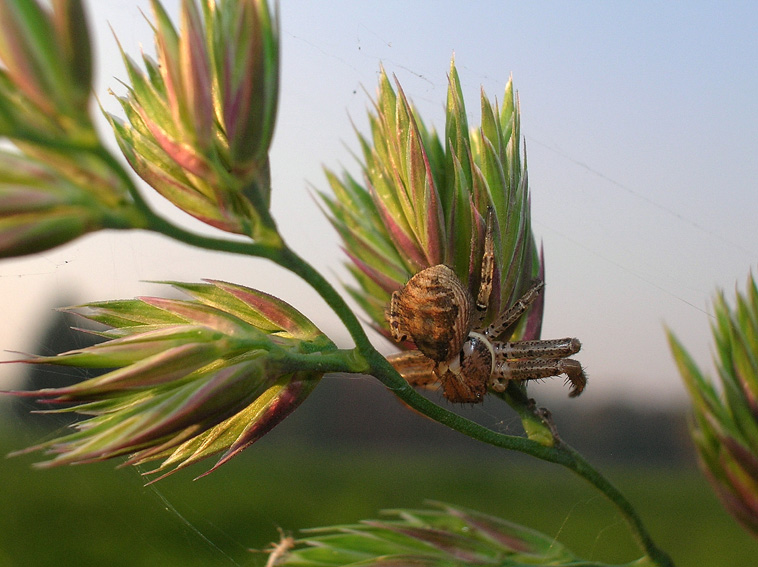 Xysticus sp.