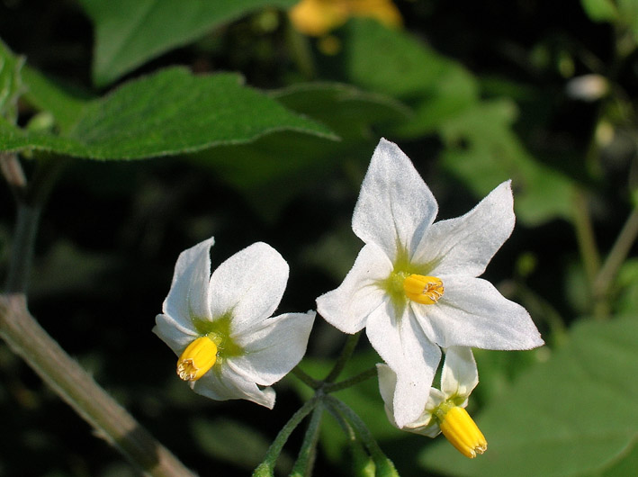 Solanum villosum / Morella rossa