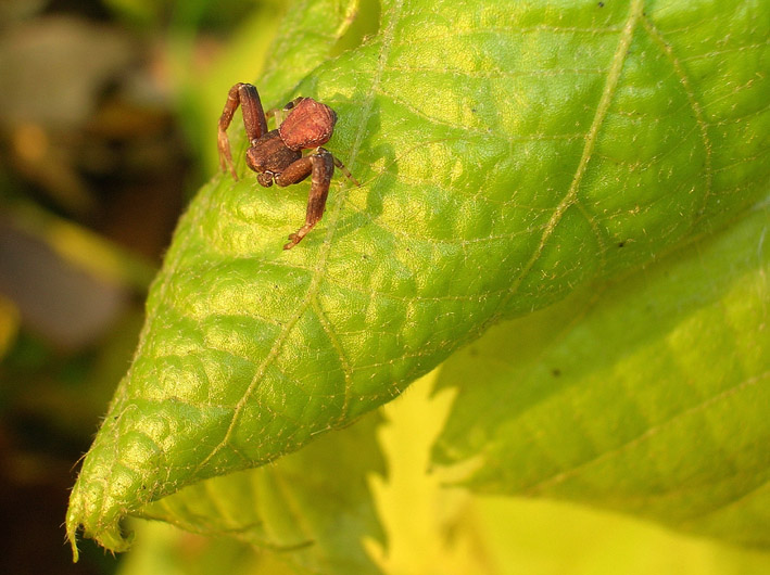 Piccolo Thomisidae maschio (Pistius truncatus)