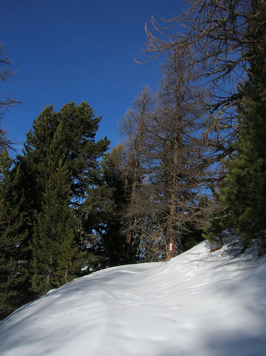 Cercando la neve.