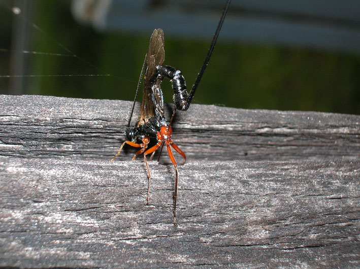 Ichneumonidae: Ephialtes manifestator