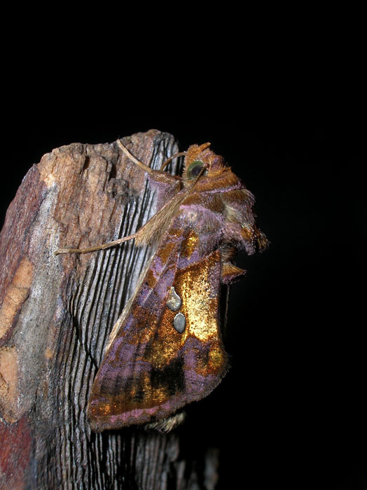 Asciugatura della Chrysodeixis chalcites