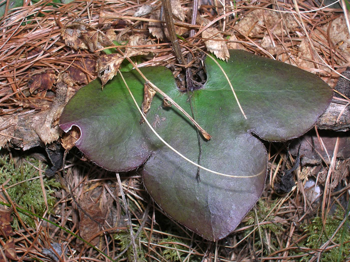 Hepatica nobilis / Erba trinit