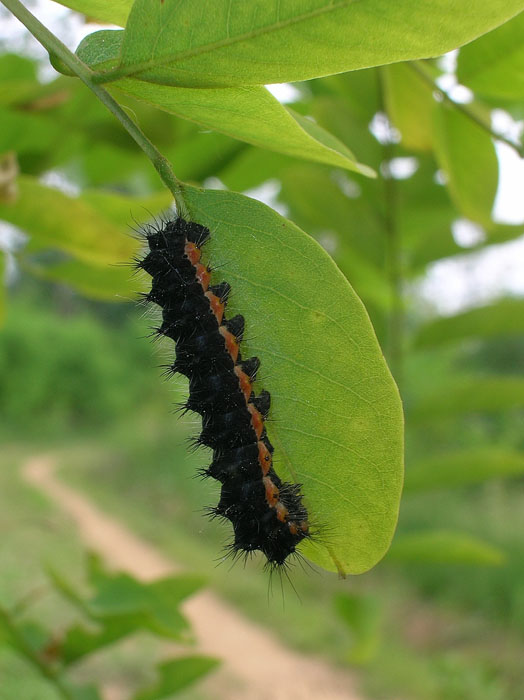 Saturnia pavoniella