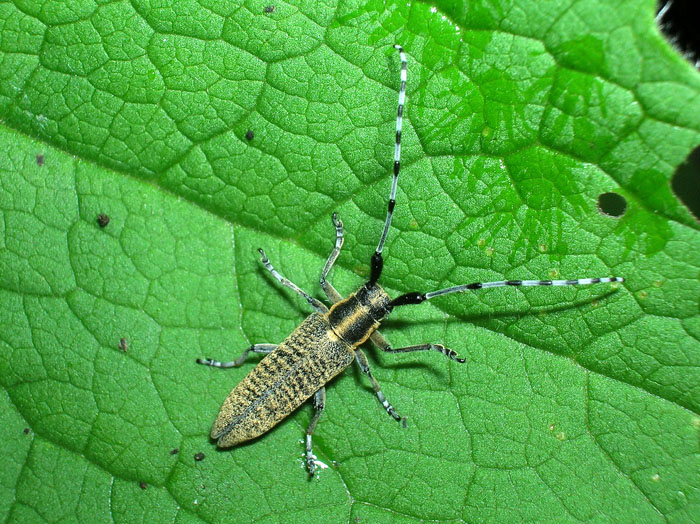Agapanthia villosoviridescens (Cerambycidae)