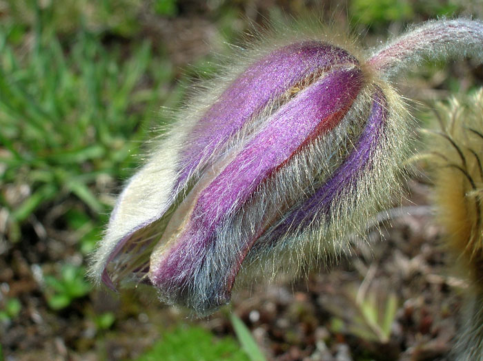 Pulsatilla vernalis / Anemone primaverile