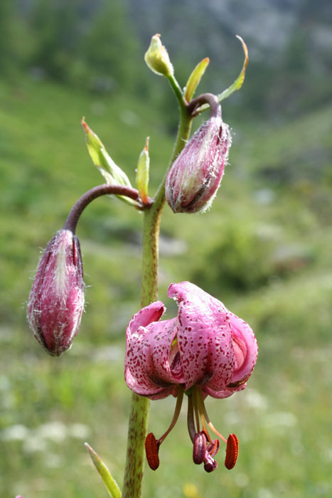 Lilium martagon / Giglio martagone