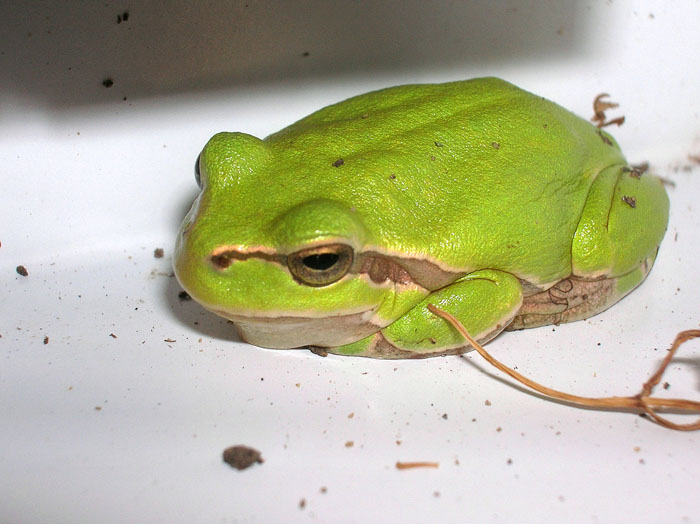 Hyla arborea