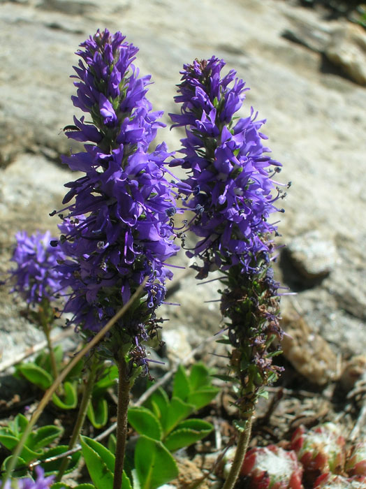 Veronica allionii / Veronica di Allioni
