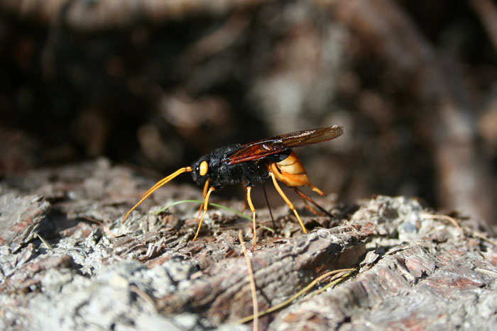 Urocerus gigas femmina e deposizione