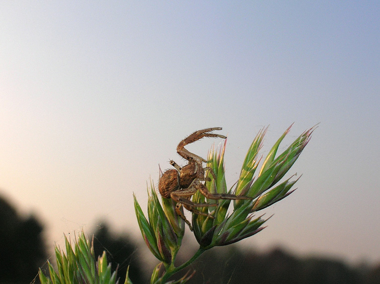 Xysticus sp.