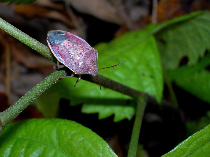 Piezodorus lituratus