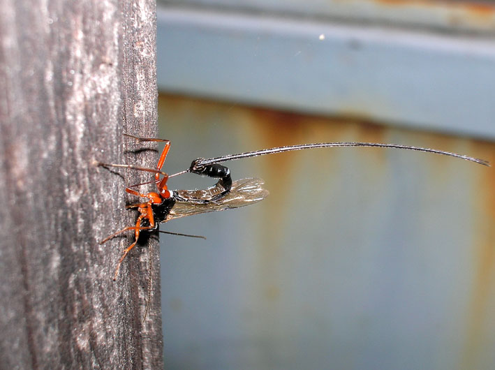 Ichneumonidae: Ephialtes manifestator